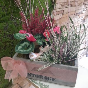 Cajón de Plantas Naturales