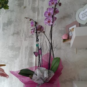 Planta de Orquídea